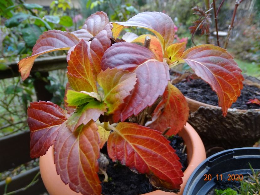  - Copacei si arbusti 2020