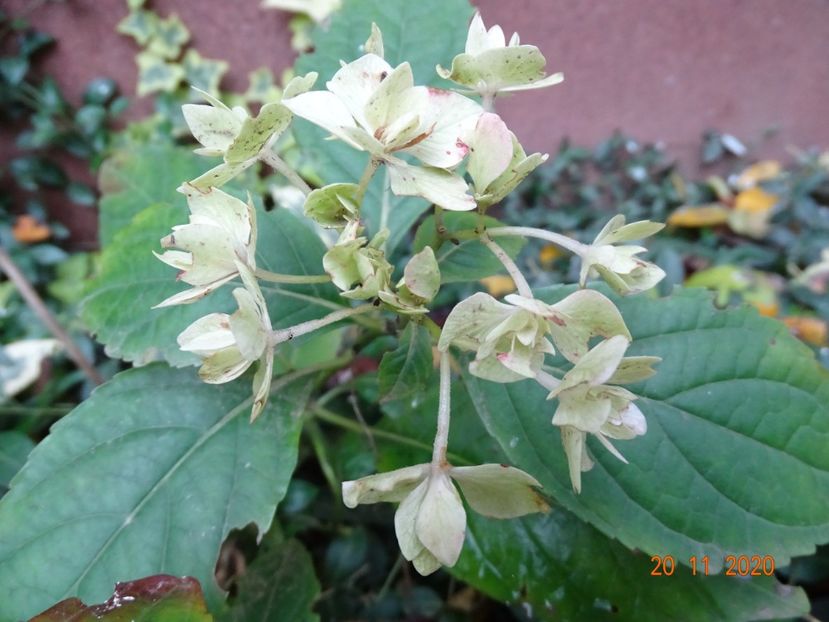  - Copacei si arbusti 2020