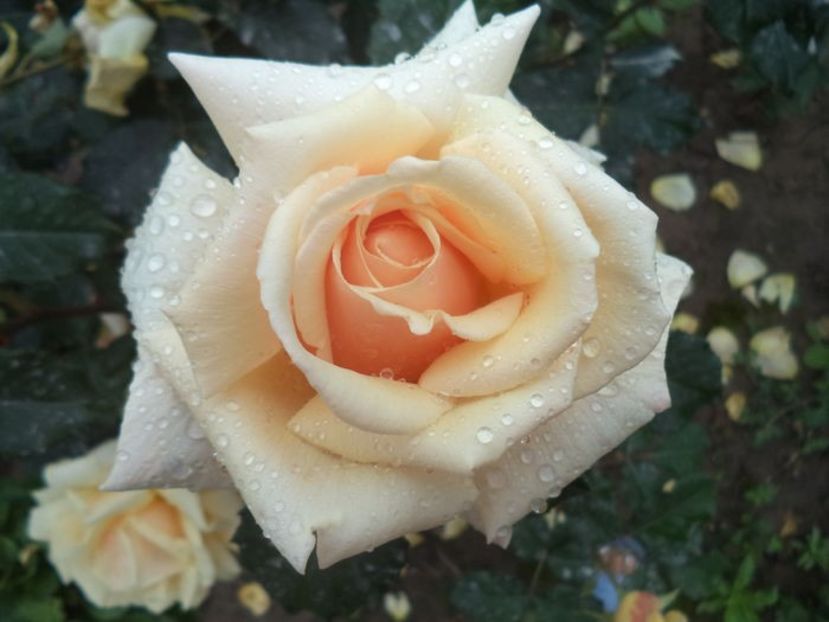 Model - Diamond Jubilee