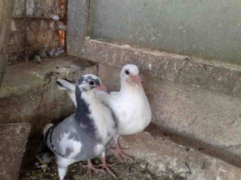 113346686 (1) - Pui 2017-2018 -2019-2020 -2021-matca-doici-vind aproape tot lotul