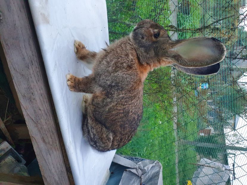 M1 - MASCUL 4 URIAS GRI