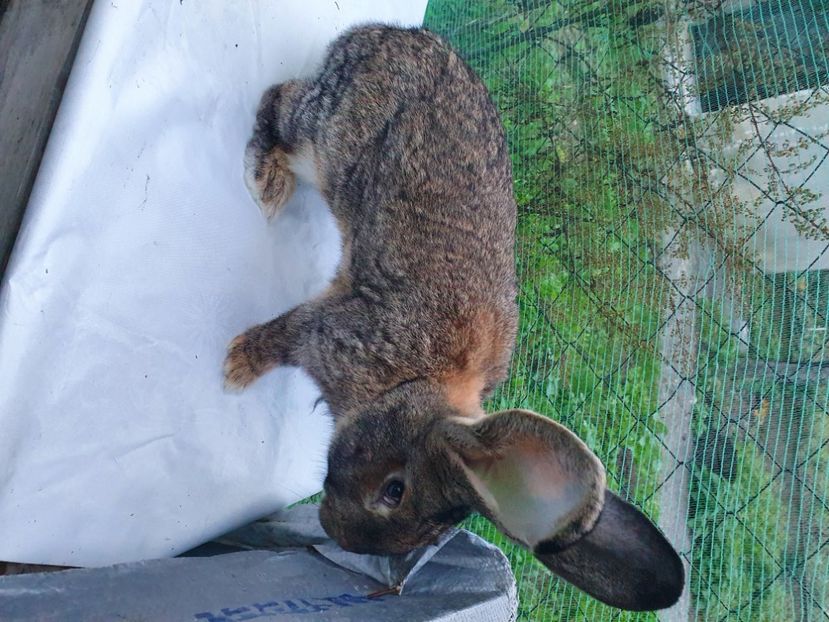  - MASCUL 4 URIAS GRI