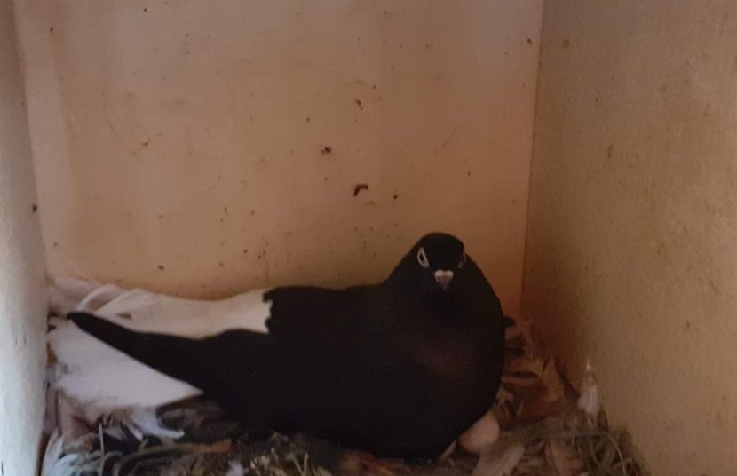  - 6-Negru Codalb Romanesc