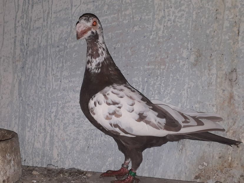 Femelă bobată brown  2019 - Voiajori de frumusete-ornament