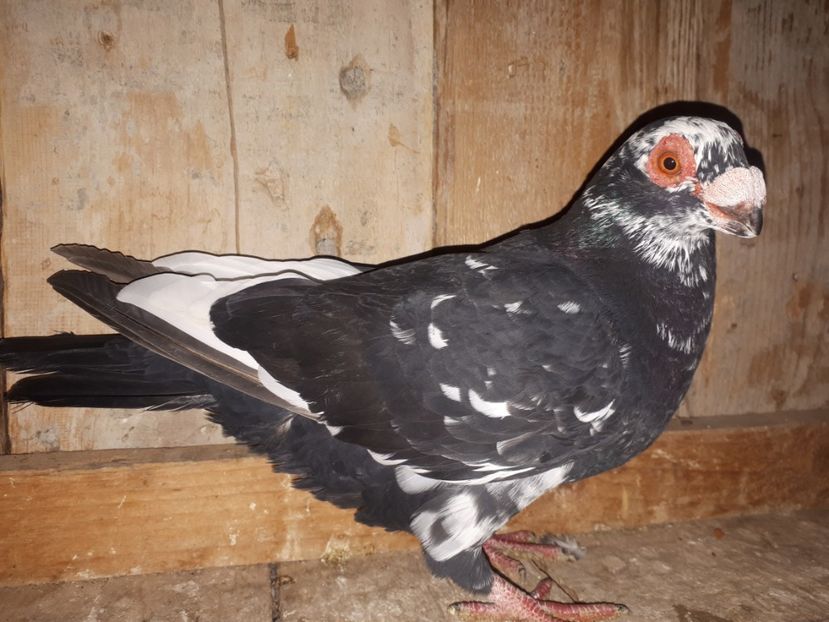 M din august vîndut - J2 _ tineret 2020