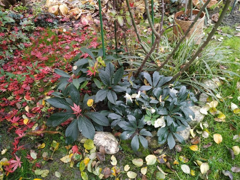  - Noiembrie 2019- noiembrie 2020