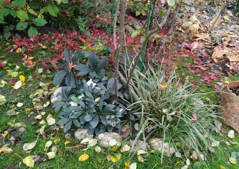  - Noiembrie 2019- noiembrie 2020