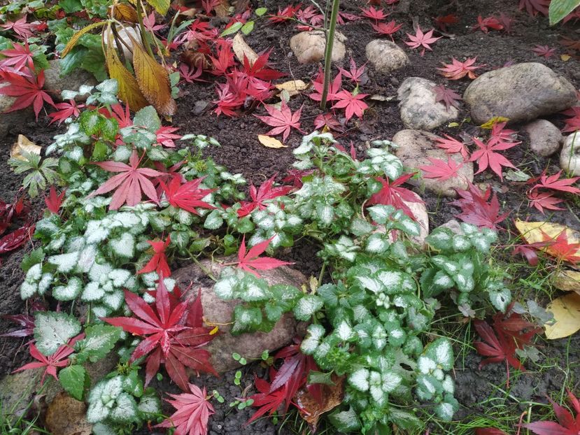  - Noiembrie 2019- noiembrie 2020