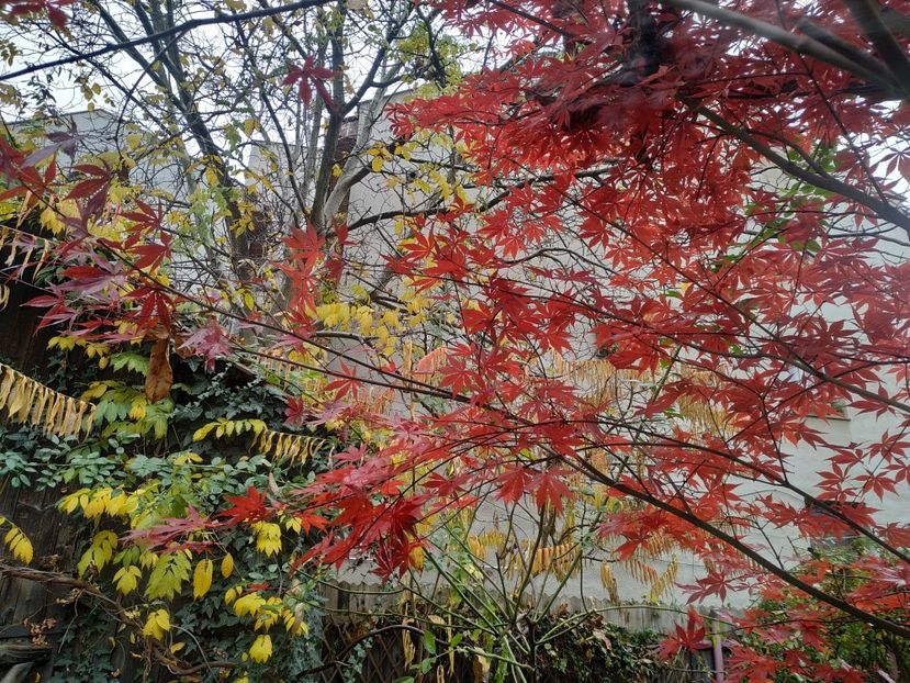  - Noiembrie 2019- noiembrie 2020