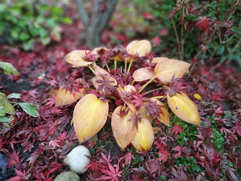  - Noiembrie 2019- noiembrie 2020