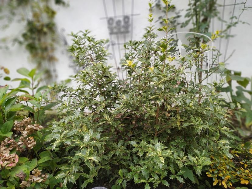  - Noiembrie 2019- noiembrie 2020