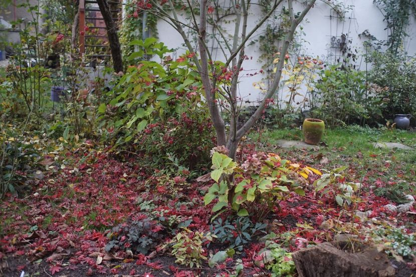  - Noiembrie 2019- noiembrie 2020