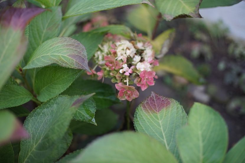  - Noiembrie 2019- noiembrie 2020