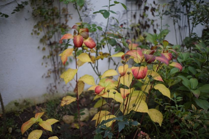  - Noiembrie 2019- noiembrie 2020