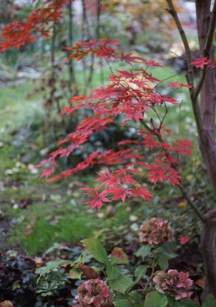  - Noiembrie 2019- noiembrie 2020