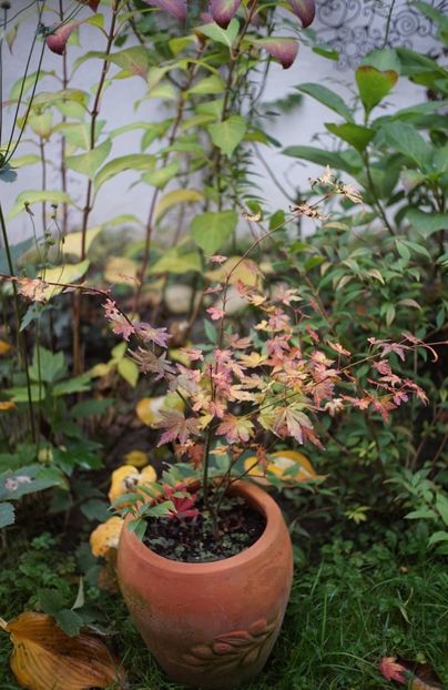  - Noiembrie 2019- noiembrie 2020