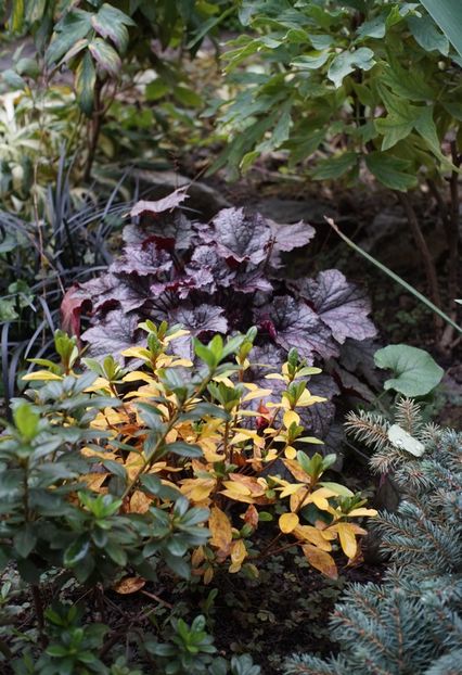  - Noiembrie 2019- noiembrie 2020