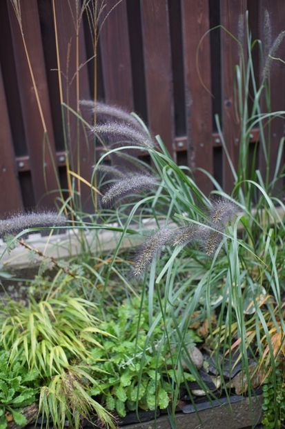  - Noiembrie 2019- noiembrie 2020