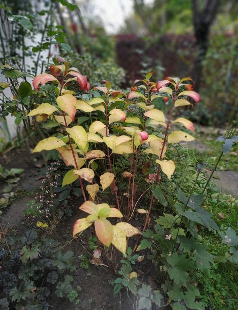  - Noiembrie 2019- noiembrie 2020