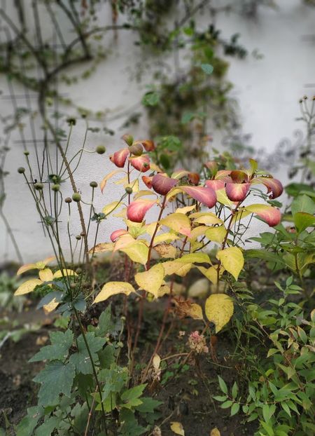  - Noiembrie 2019- noiembrie 2020