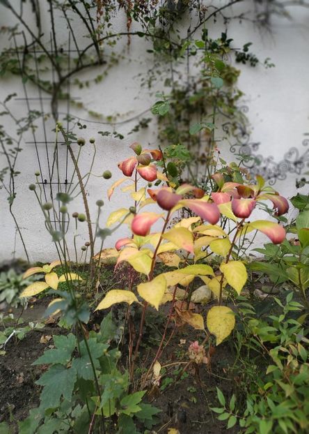  - Noiembrie 2019- noiembrie 2020