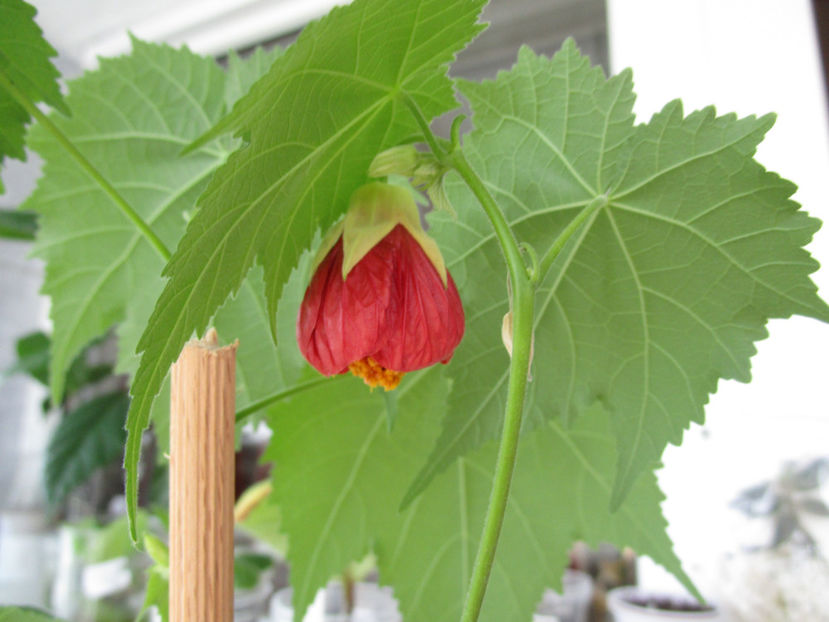 Abutilon (20) 70cm rez fl - date 2020