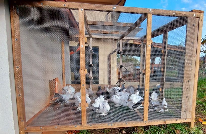  - Voltati indieni matca 2021