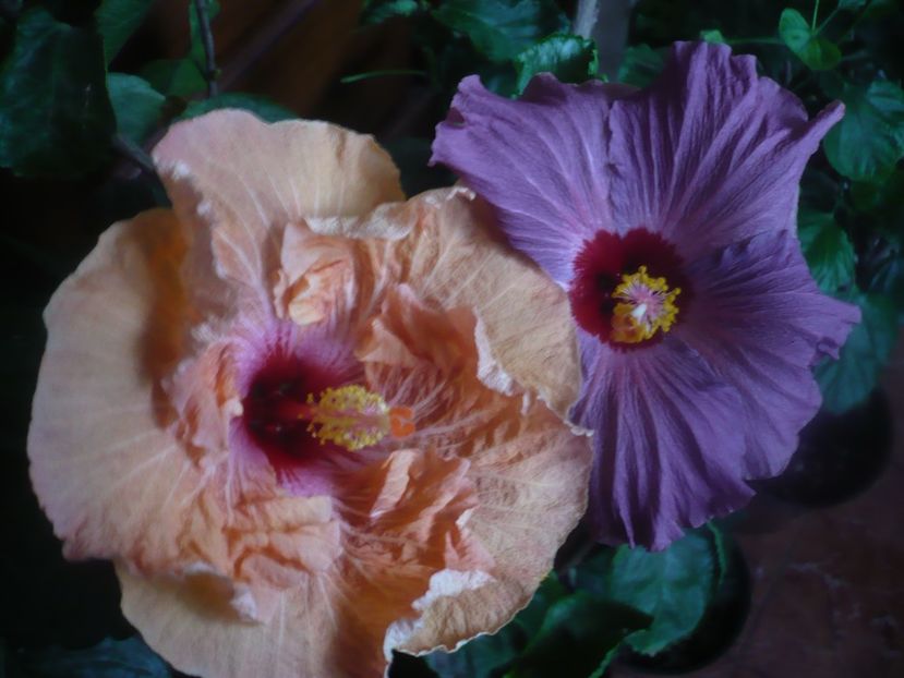 P1470188 - HIBISCUSI 2020-5