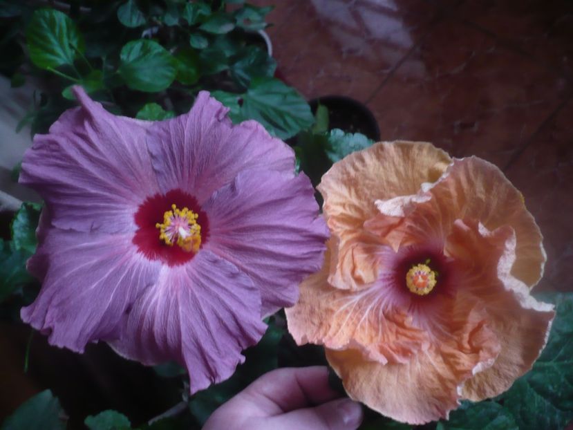 P1470190 - HIBISCUSI 2020-5