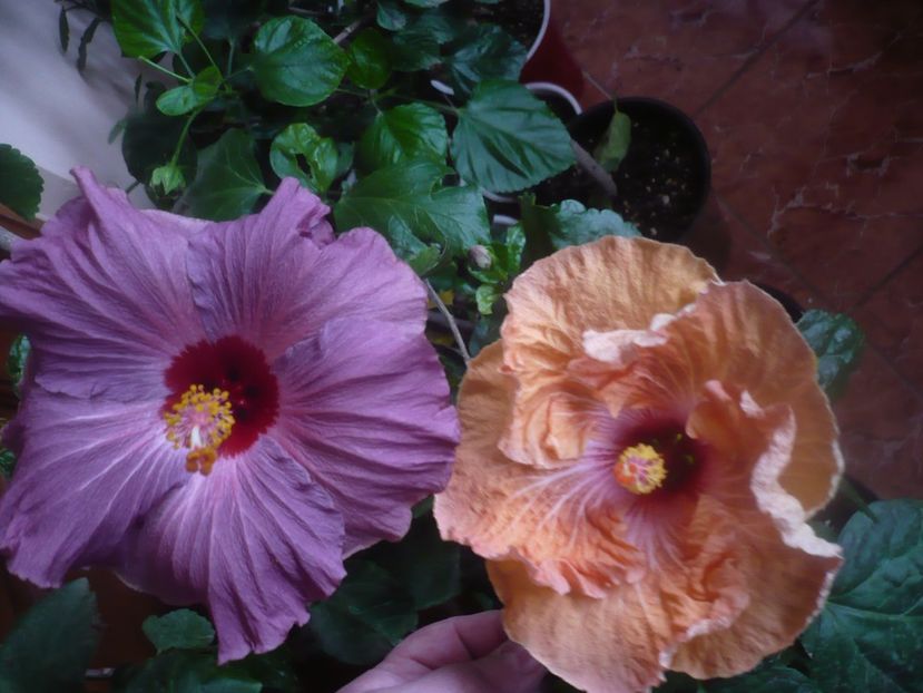 P1470192 - HIBISCUSI 2020-5