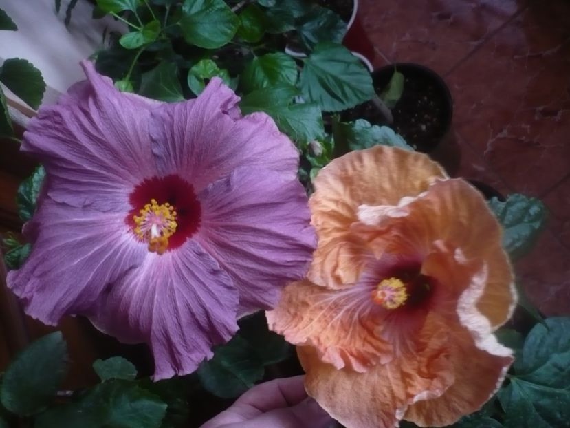 P1470193 - HIBISCUSI 2020-5