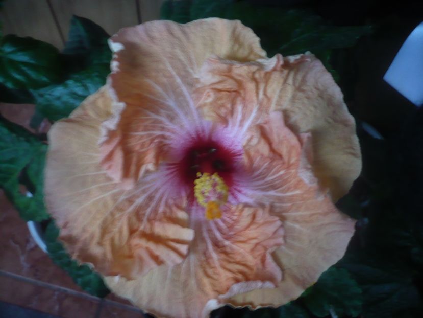 P1470195 - HIBISCUSI 2020-5