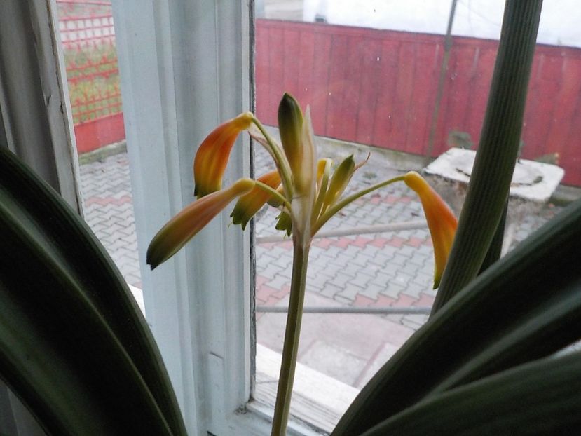  - clivia