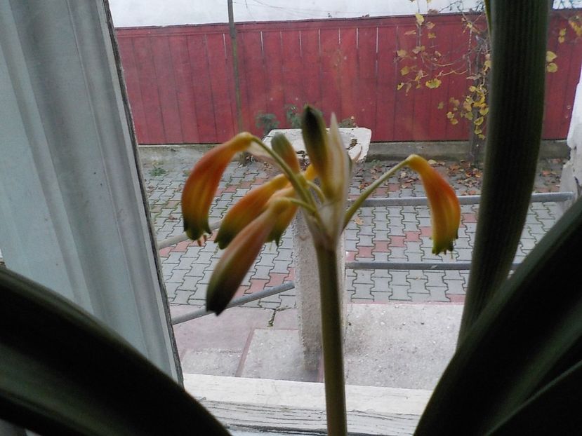  - clivia