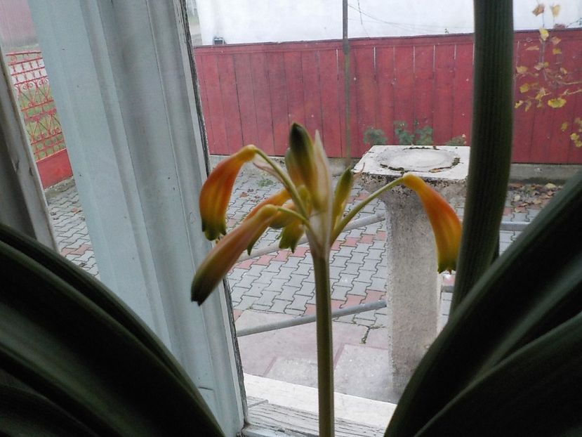  - clivia