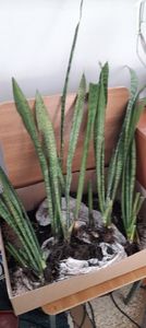 3 Sansevieria Zeylanica - Salvate