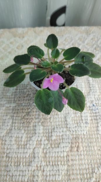 21 nov ( - ZZ Snuggle Bear