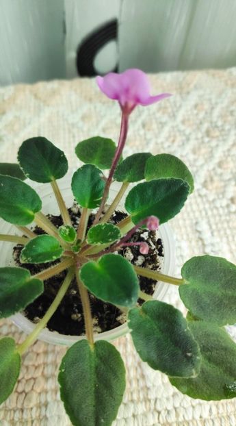 21 nov - ZZ Snuggle Bear