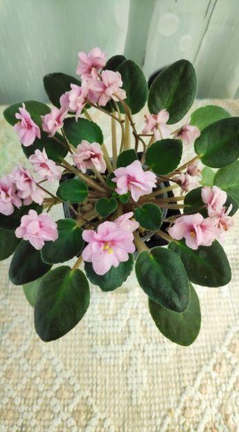 21 nov - Snuggles Delight