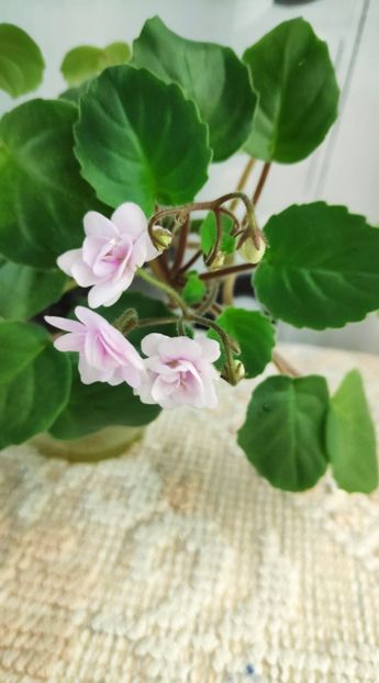 21 nov - Rob s Vanilla trail