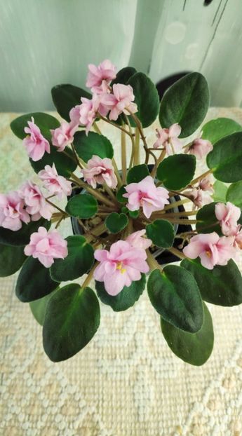 21 nov - Snuggles Delight