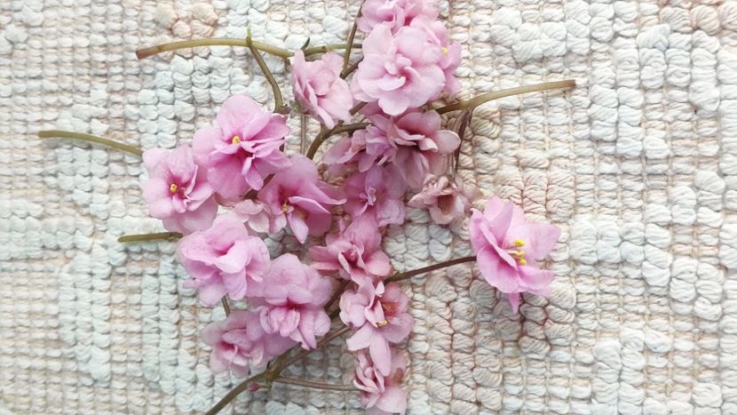 21 nov - Snuggles Delight