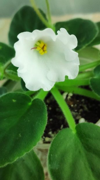 21 nov - Alans White Feather