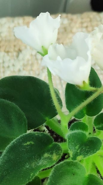 21 nov - Alans White Feather