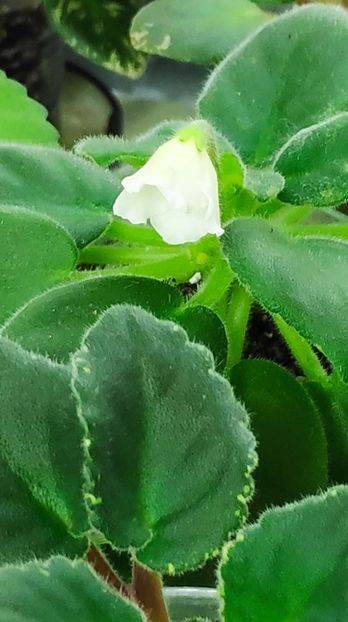 4 nov - Alans White Feather