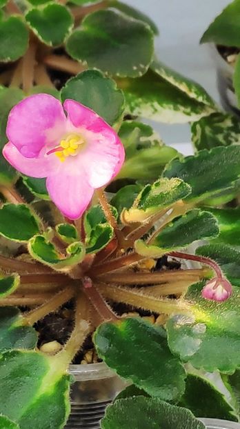 9 nov - Snuggles Lady Dawn