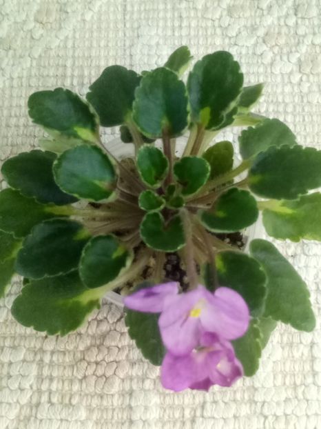 21 nov - Snuggles Lady Dawn