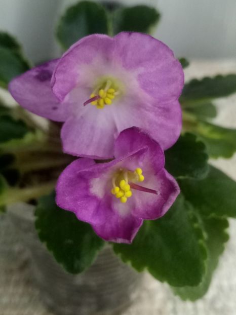 21 nov - Snuggles Lady Dawn