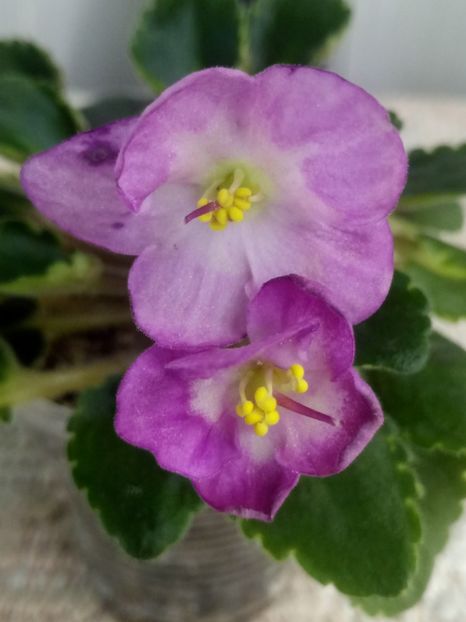 21 nov - Snuggles Lady Dawn