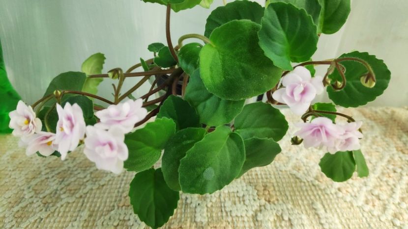 21 nov - Rob s Vanilla trail